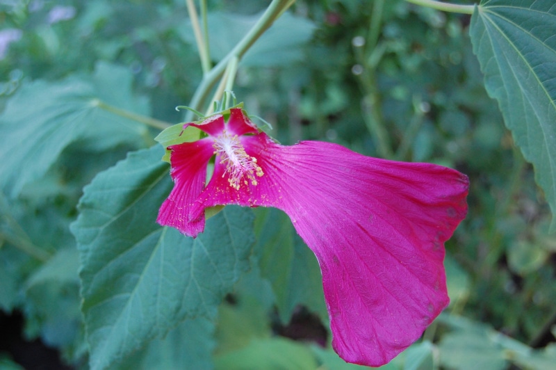 Red perennial hibiscus flower eaten by deer