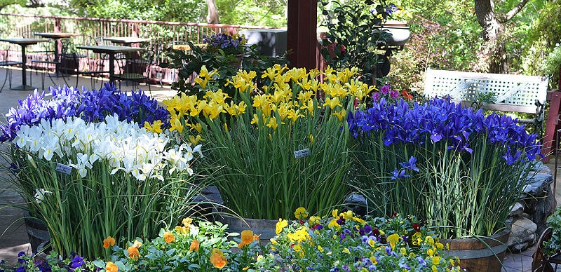 dutch iris blooming in half wine barrel planters