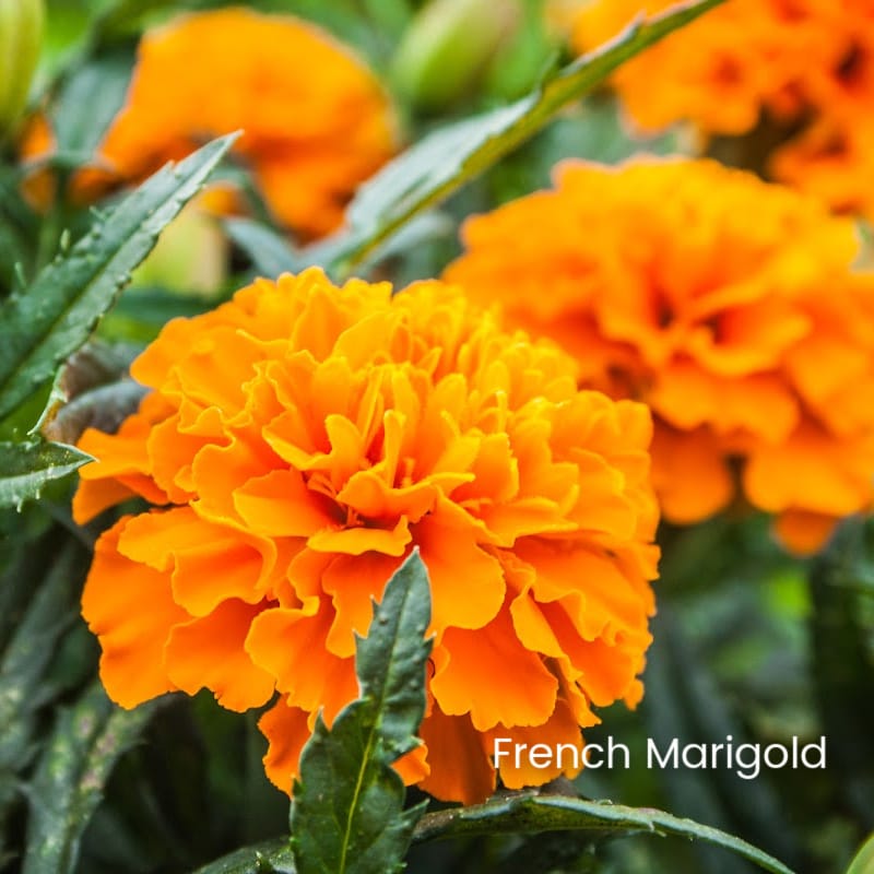 Orange french marigold with text overlay