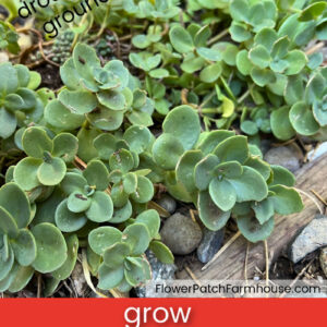 sedum sieboldii, october daphne stonecrop with text overlay, grow sedum sieboldii aka October daphne, drought tolerant ground cover, flower patch farmhouse dot com