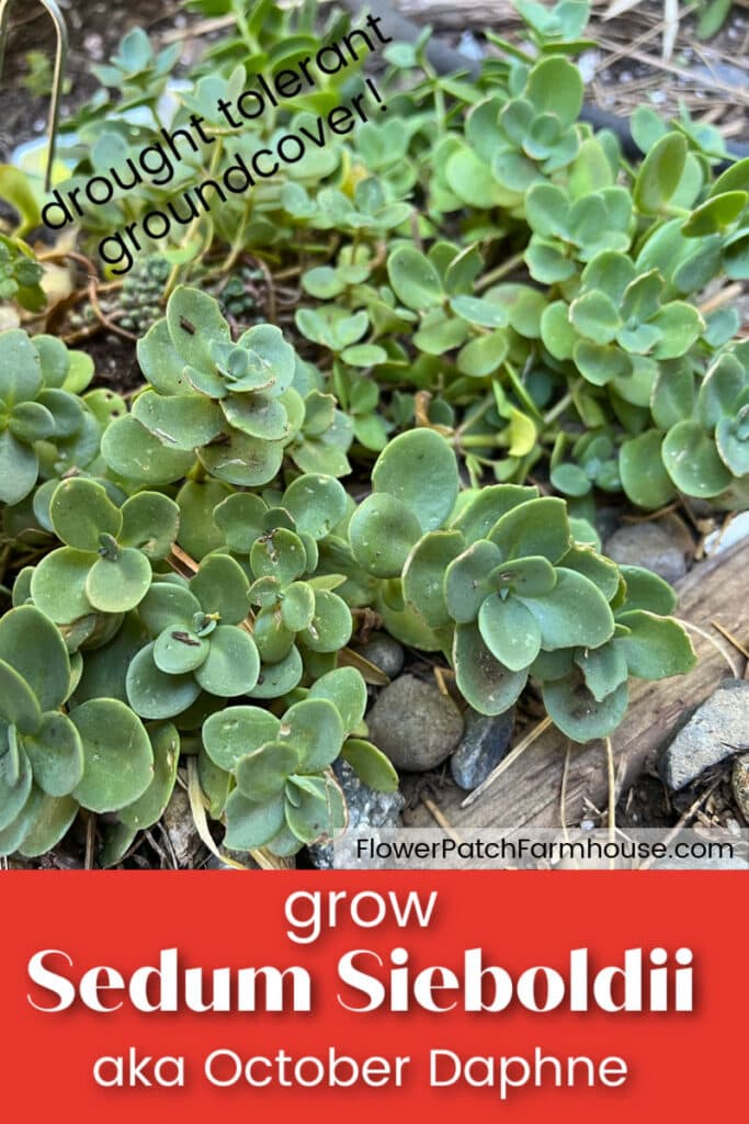 sedum sieboldii, october daphne stonecrop with text overlay, grow sedum sieboldii aka October daphne, drought tolerant ground cover, flower patch farmhouse dot com