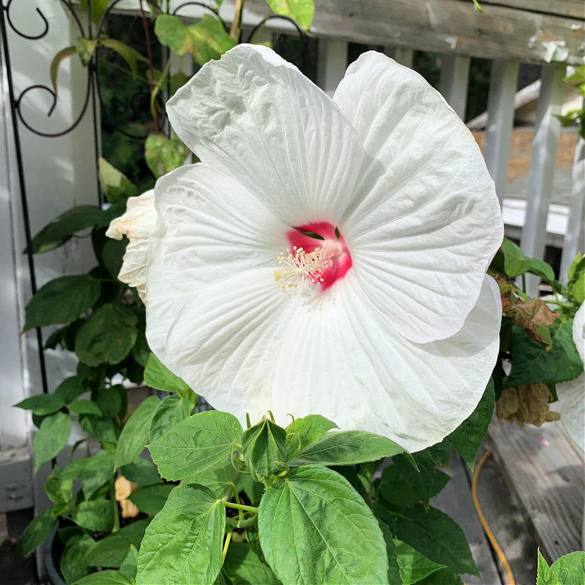 You Can Grow Hardy Hibiscus!