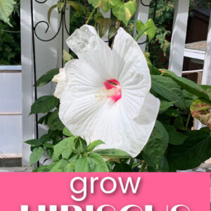 white luna hibiscus grown in a container on the deck