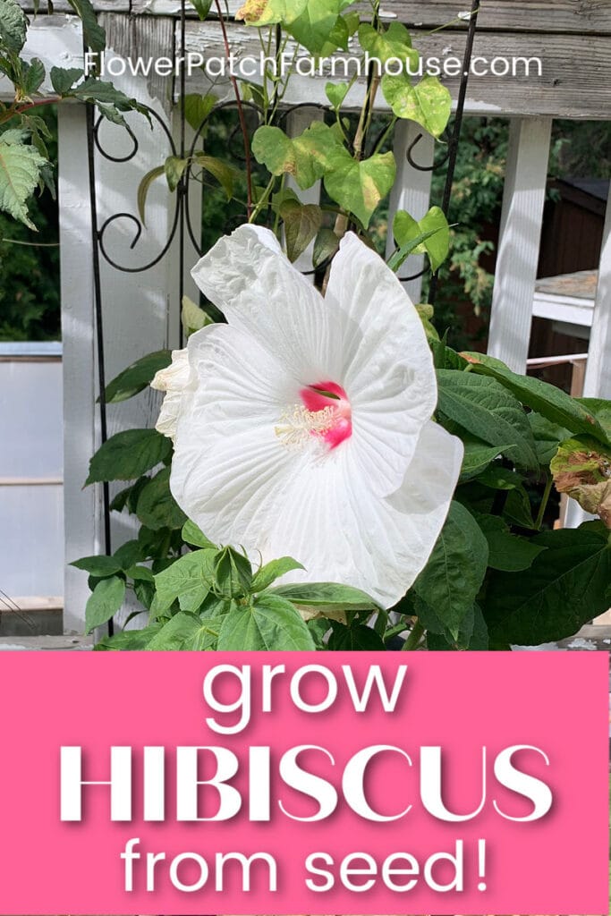 white luna hibiscus grown in a container on the deck