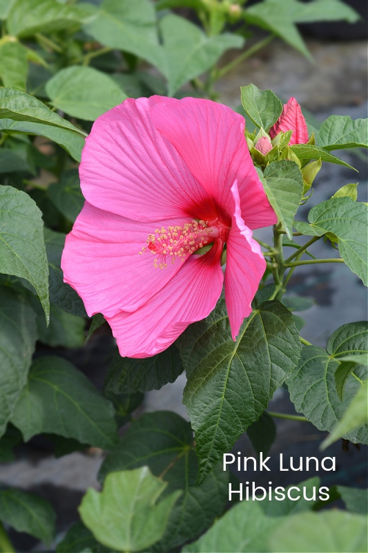 Pink Luna Hibiscus Moscheutos