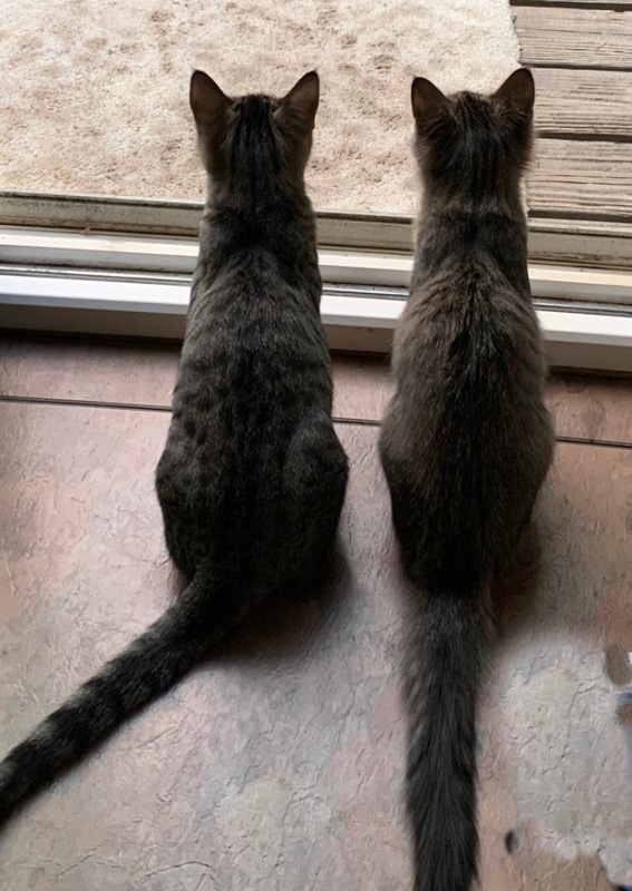 Tabby cats looking out the door