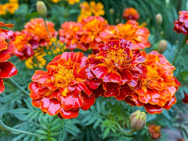 reddish color marigold