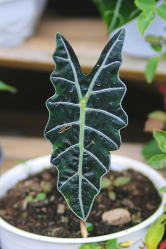 Gardening: Close-up view of Alocasia plant (Alocasia Amazonica Polly) on white pot with burnt hole and blurred background.