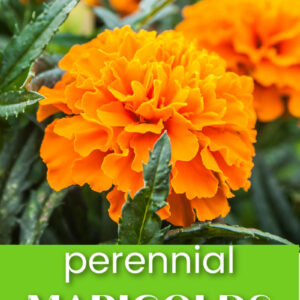 orange marigold flower with text overlay, perennial marigolds, fact or fiction? flower patch farmhouse dot com