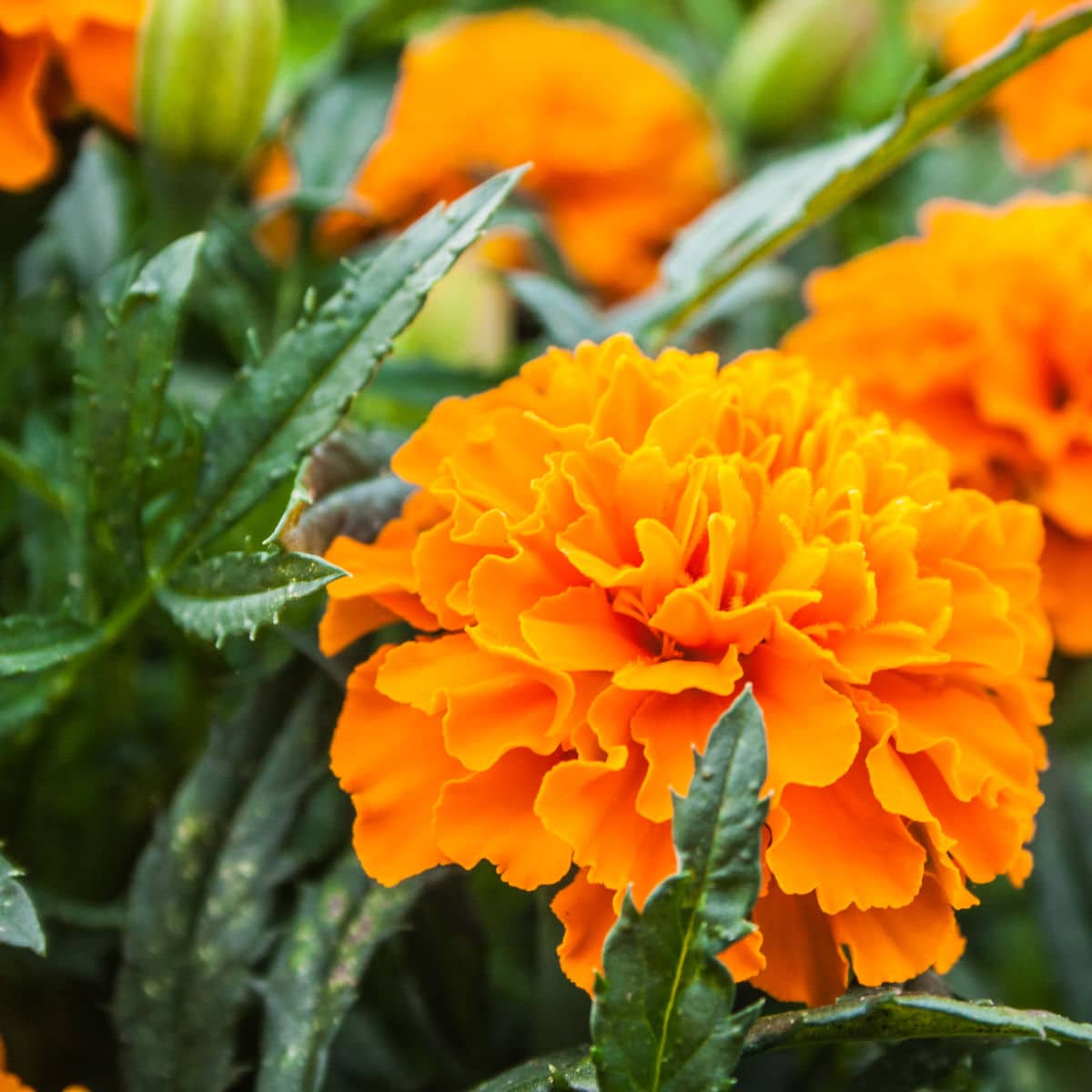 Are Marigolds Perennials?