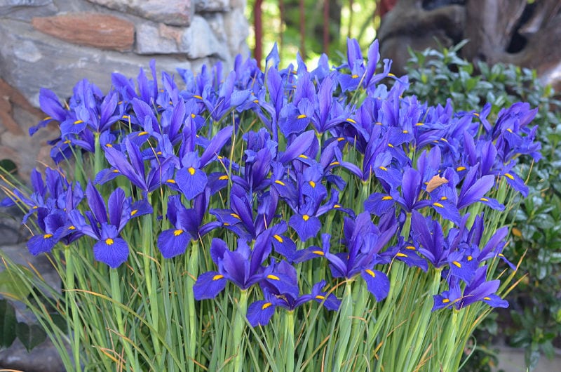 blue dutch iris planted in grouping