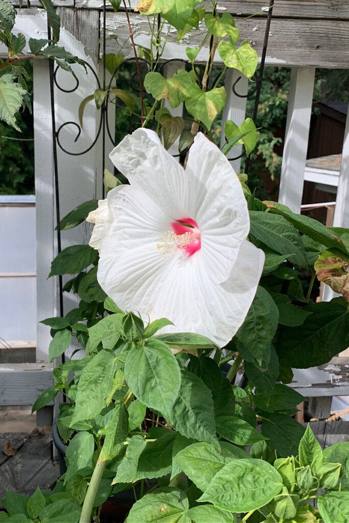 White luna hibiscus from seed in a pot