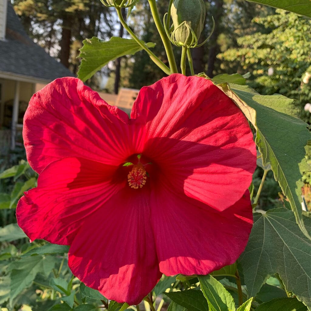 red hardy hibiscus in garden