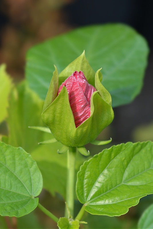 bud on a perennial hibiscus plant