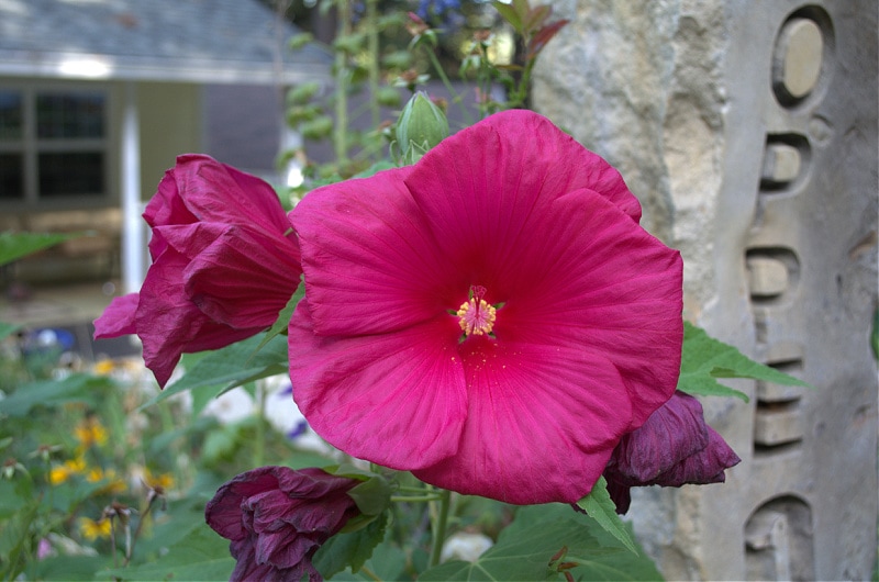 disco belle red hibiscus