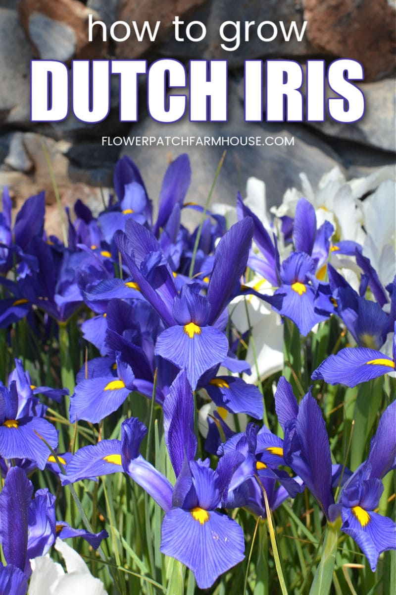 How to Grow Dutch Iris Flower Patch Farmhouse
