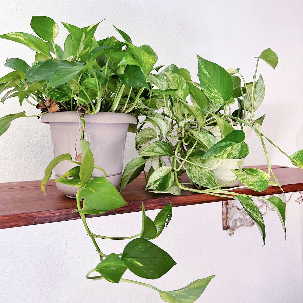pothos plants on shelf in front of a white wall