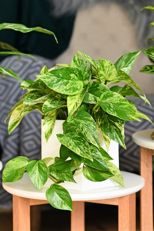 marble queen pothos on side table