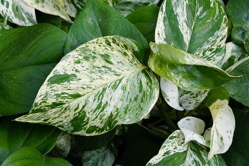 The white and green variegated leaves of Marble Queen Pothos