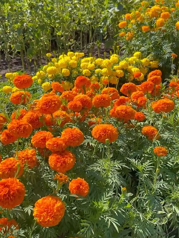 yellow and orange marigolds