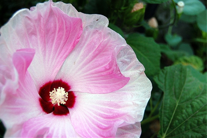 Pink swirl hardy hibiscus close up