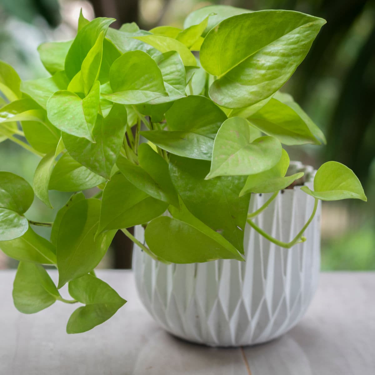 Pothos Care for Beginners