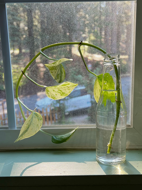 pothos cutting in jar in window