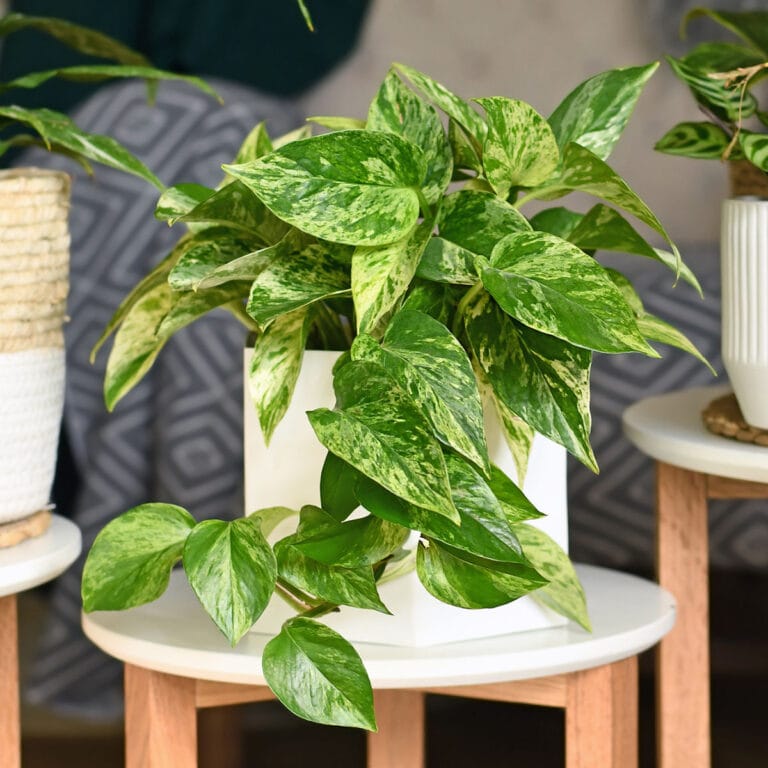 pothos marble queen on side table