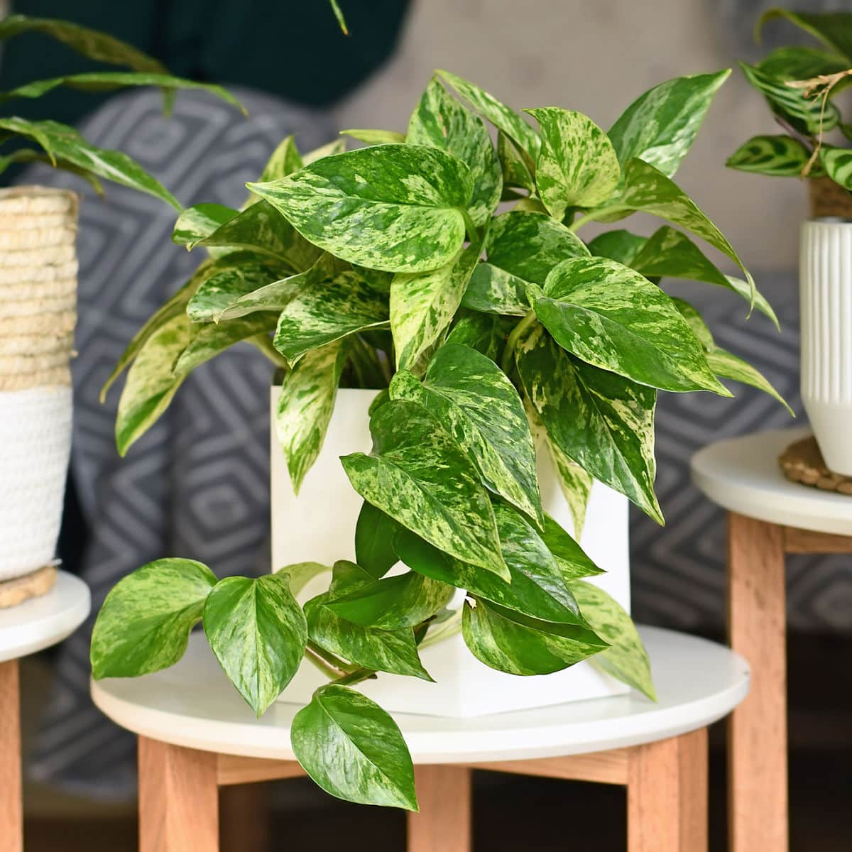 How to Grow Pothos Marble Queen