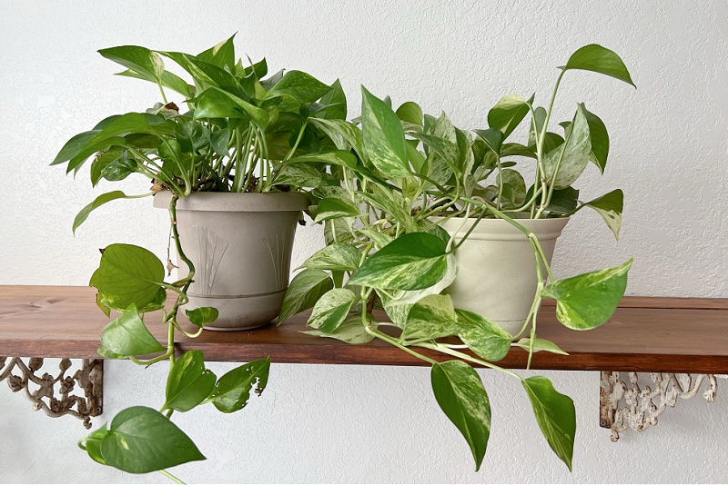 pothos plants on shelf in front of white wall