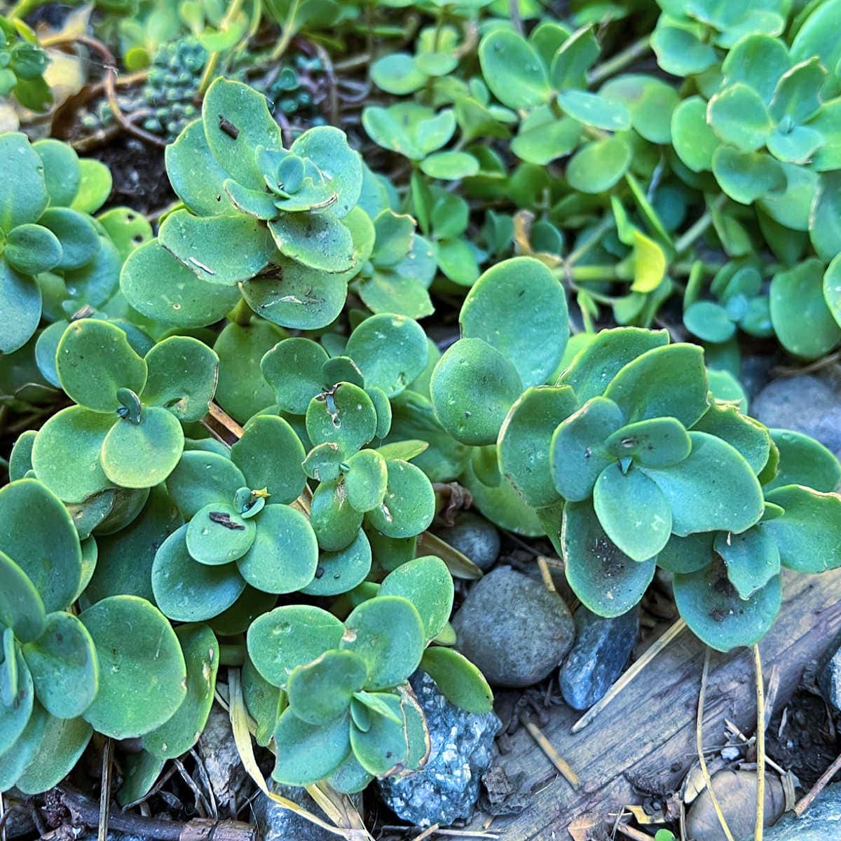 Sedum Sieboldii, October Daphne Stonecrop