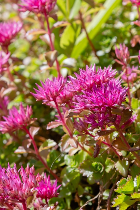 Pink flowers on sedum plant