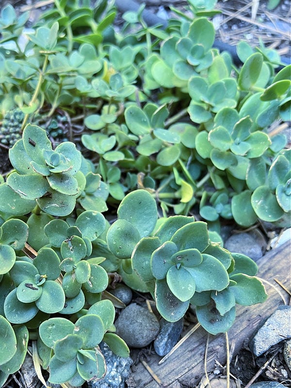 sedum sieboldii in the garden