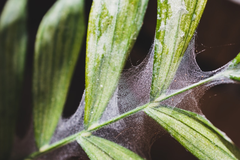 close-up of tropical plant with spider mites and webs covering its leaves 