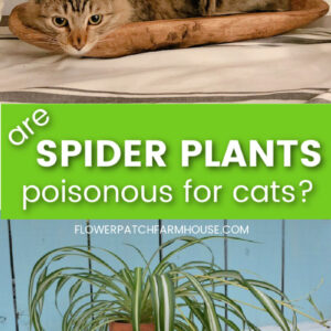 cat laying in tray on table with a spider plant below, text overlay reads, are spider plants poisonous for cats?, flower patch farmhouse dot com