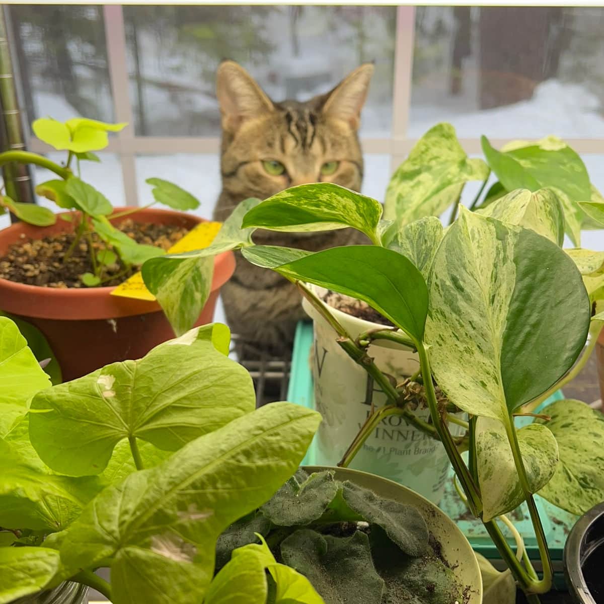 Are Spider Plants Toxic to Cats?