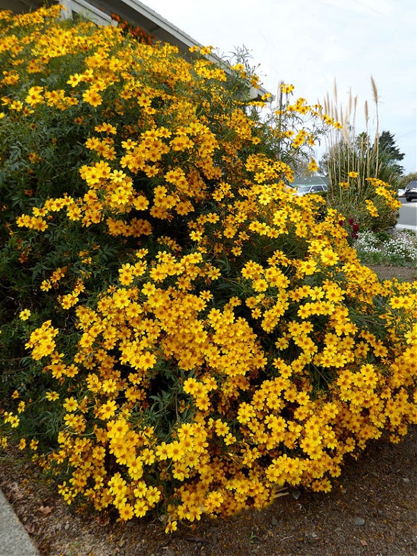 Are Marigolds Perennials? Flower Patch Farmhouse