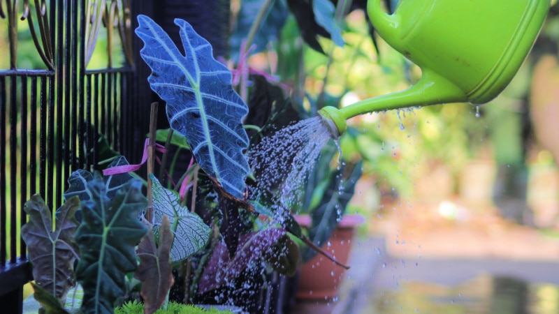 a group of alocasia houseplants in the backyard is being watered in the morning