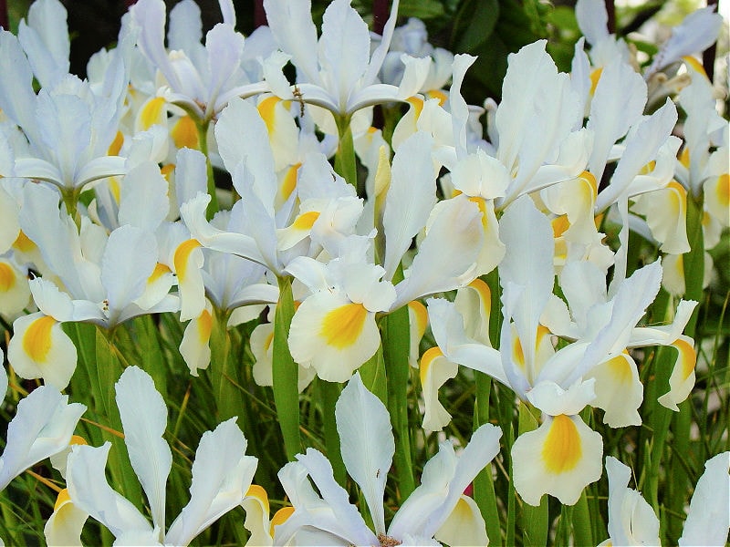 white dutch iris planted closely together