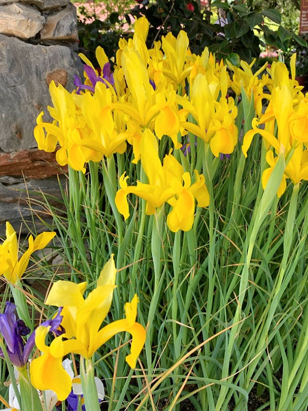 yellow Iris hollandica