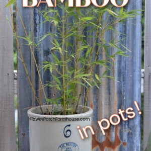 bamboo plant in a crock with text overlay, grow bamboo in pots, flower patch farmhouse dot com