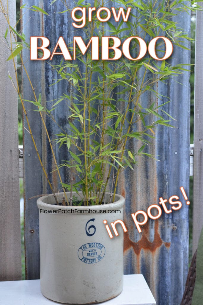 bamboo plant in a crock with text overlay, grow bamboo in pots, flower patch farmhouse dot com