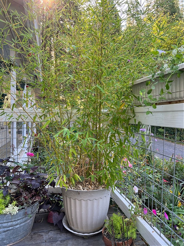 bamboo growing in a large pot beside deck rail