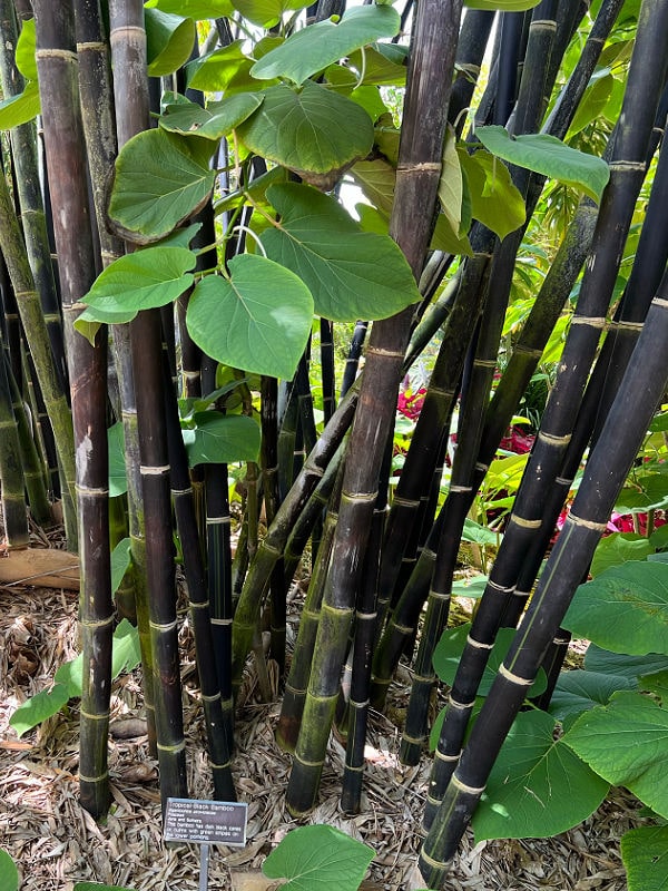 close up of black bamboo at San Diego botanical gardens
