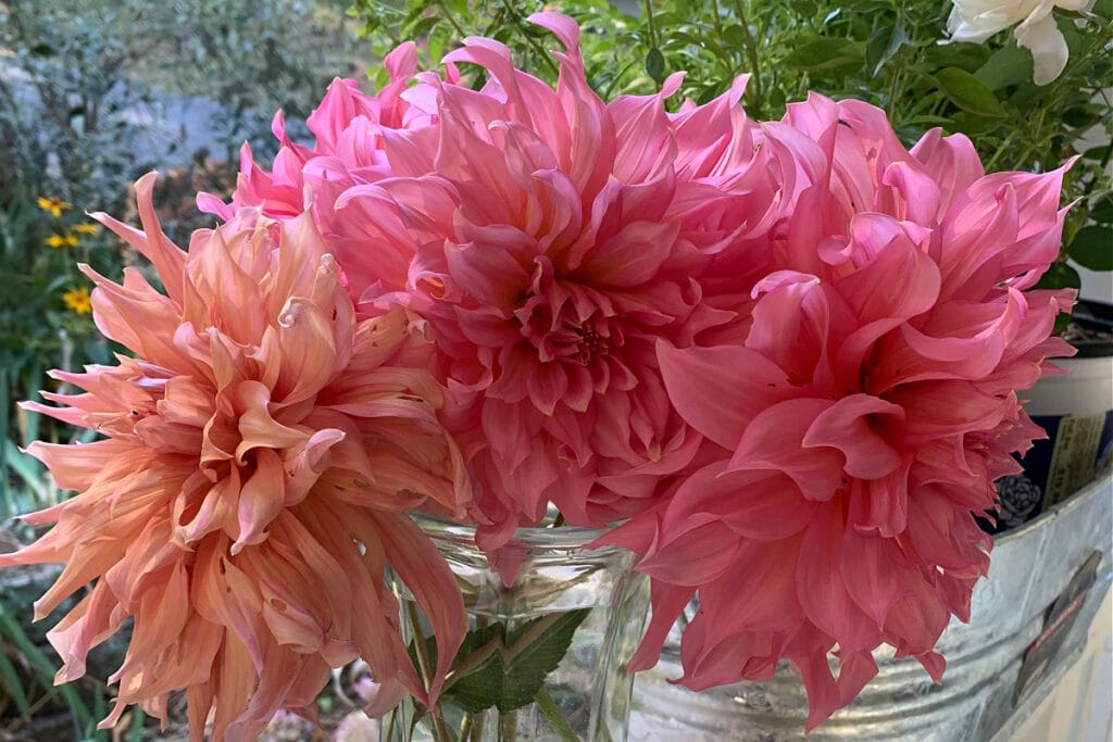 bouquet of pink and apricot dahlias in a vase