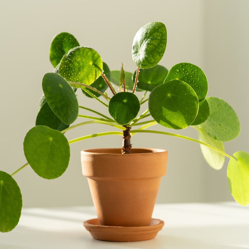 pilea peperomioides or chinese money plant in a terra cotta pot on table with sunlight against white wall