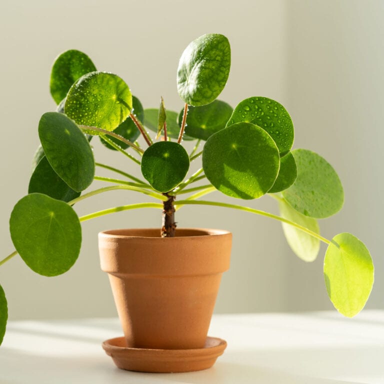pilea, chinese money plant on table with light filtering through leaves