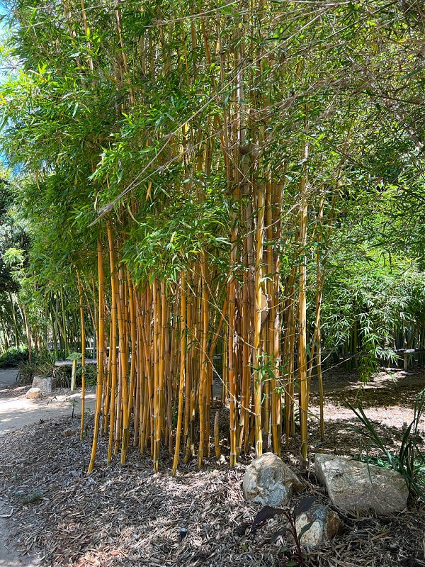 golden bamboo growing at the San Diego botanical gardens