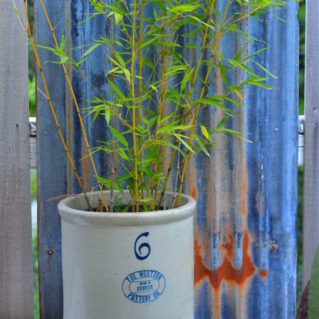 bamboo plant in a vintage crock