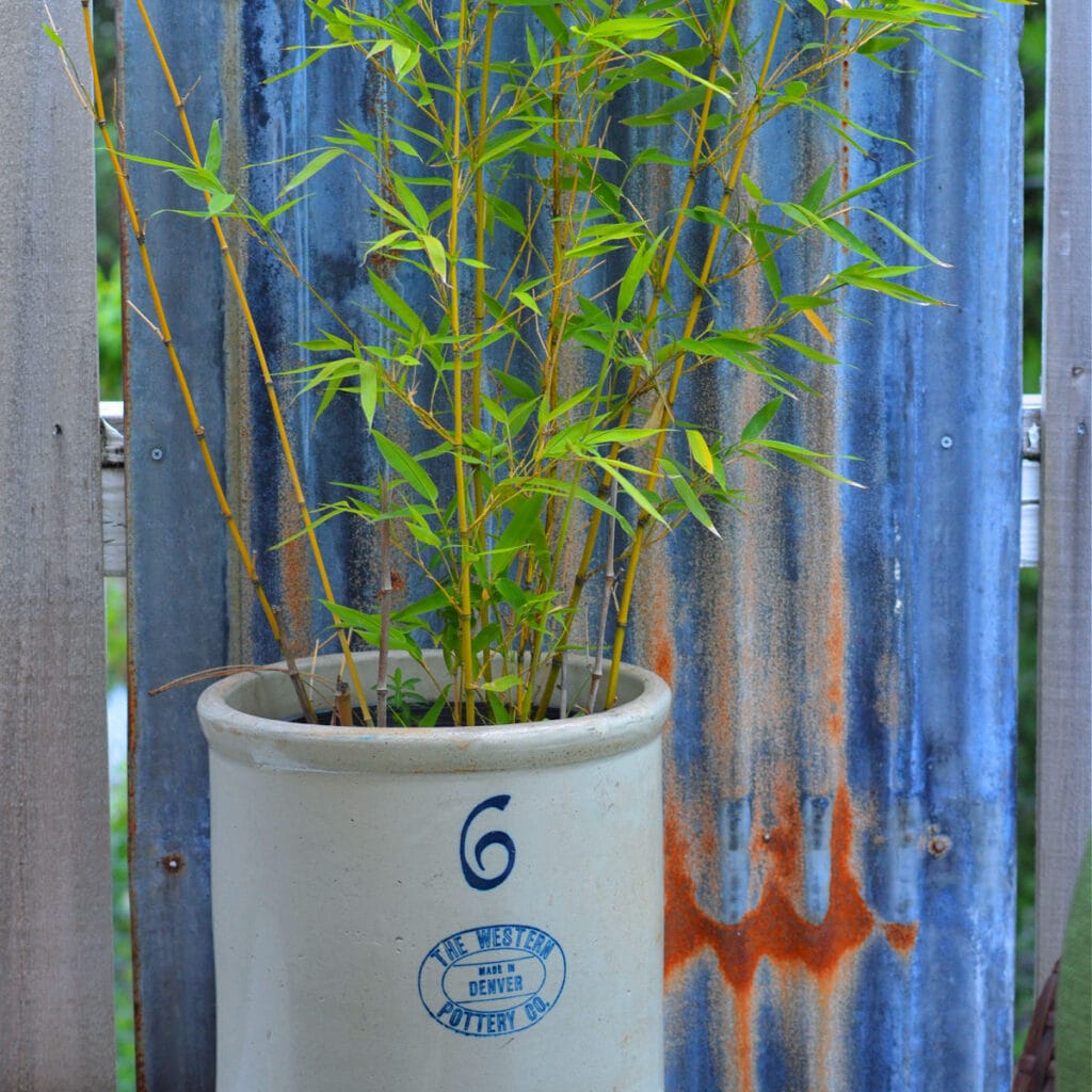 bamboo plant in a vintage crock